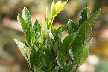 Glücksfeder Zamioculcas zamiifolia im Blumentopf auf der Fensterbank