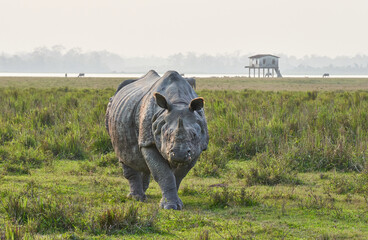 One Horned Rhino in Kaziranga National Park, India - obrazy, fototapety, plakaty