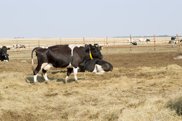 cow, farm, animal, cattle, agriculture, grass, calf, cows, dairy, milk, field, livestock, meadow, mammal, nature, farming, pasture, rural, animals, black, head, country, holstein, herd, countryside