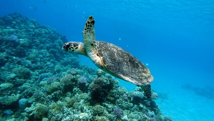 Sea turtles . Great Reef Turtle .Bissa.