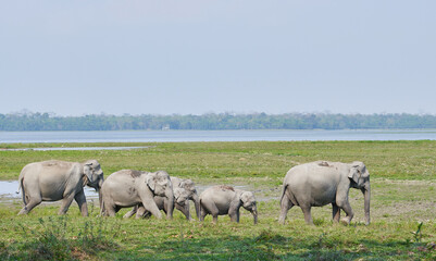Elephant herd in Kaziranga National Park, Assam, India