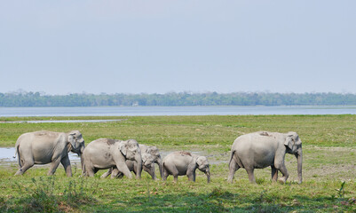 Obraz premium Elephant herd in Kaziranga National Park, Assam, India