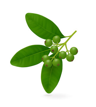 Sprig of Allspice (Jamaica pepper or Pimenta dioica) plant with unripe fruits and leaves isolated on white background. Realistic vector illustration.