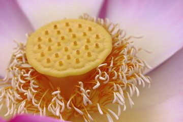 Water lily in zoo in Stuttgart in germany in summer.