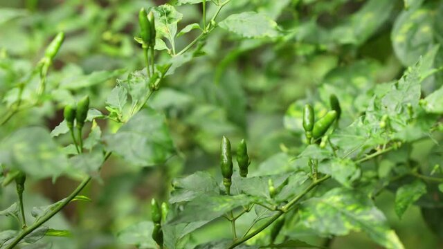 Green chillie Kanthari mulaku Birds eye chilli in natural light habitat 4K video footage medicinal values chili pepper condiment  spice seasoning Thai chili, cili padi hot chilli peppers jalapenos