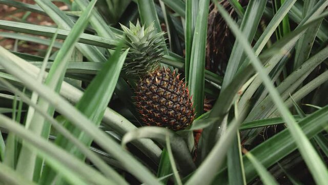 Fresh organic ripe pineapple fruit on plant in plantation farm agriculture land 4K video footage Kerala India. Home farm garden in the backyard.