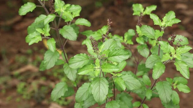 Holy basil, tulasi tulsi medicinal plant in natural light habitat 4K video footage used in ayurveda prepare ayurvedic medicine herbal drink hindu religious purposes Krishna-tulsi Kerala India.