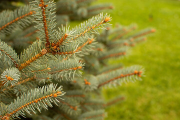 Christmas winter blurred background. Beautiful green fir tree branches close up. Christmas and winter concept.