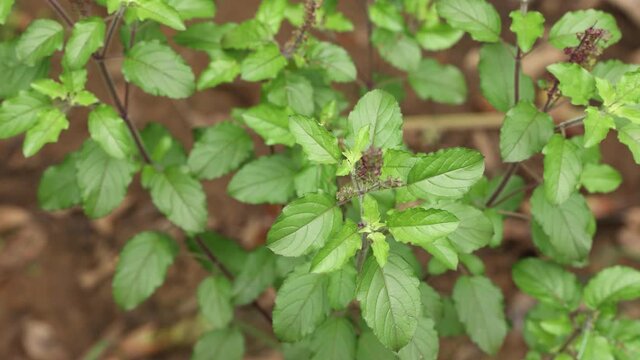 Holy basil, tulasi tulsi medicinal plant in natural light habitat 4K video footage used in ayurveda prepare ayurvedic medicine herbal drink hindu religious purposes Krishna-tulsi Kerala India.