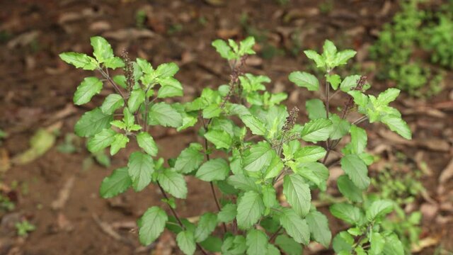 Holy basil tulasi tulsi medicinal plant in natural light habitat 4K video footage used in ayurveda prepare ayurvedic medicine herbal drink hindu religious purposes Krishna tulsi Kerala India