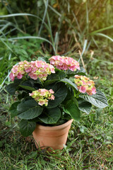 Beautiful blooming hortensia plant in pot outdoors