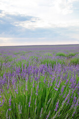 Obraz premium Lavender Field. Beautiful violet lavender flowers in the lavender garden.