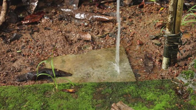 water flowing from an old vintage pipe fountain, close-up fresh drinking water running from an opened tap wastage of water natural resource leaking tap 4K video footage rural village Kerala India. 