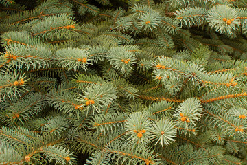 Xmas and New Year theme. Holiday background of Christmas tree pine cones. Top view, wide composition.