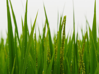 Fototapeta na wymiar Dew raindrops in green paddy field