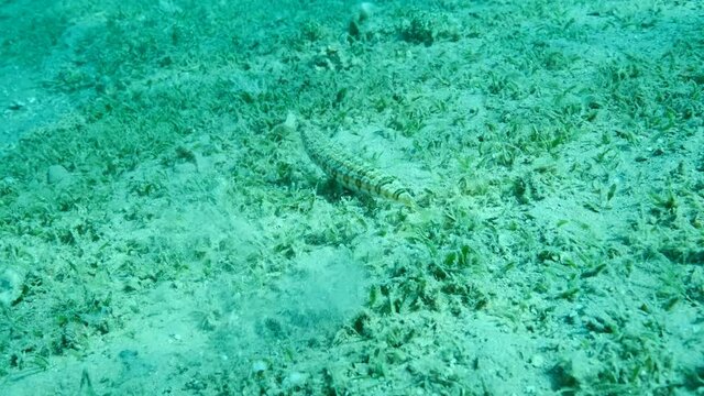 Lizard fish lie on sandy bottom covered with green sea grass. Slender Lizardfish or Gracile lizardfish (Saurida gracilis), Camera moving forwards, slow motion