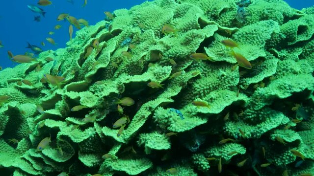 Slow motion, School of Lyretail Anthias&nbsp;or Sea Goldie (Pseudanthias squamipinnis) swims near Lettuce coral or Yellow Scroll Coral (Turbinaria reniformis)
