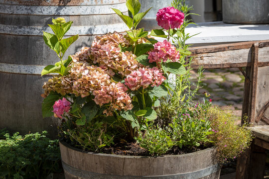 altrosa Gartenhortensien in einem alten Waschzuber im Landhaus Stil