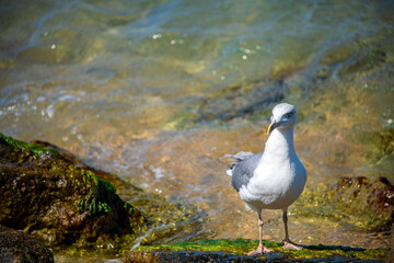 Gull standing on the rocks