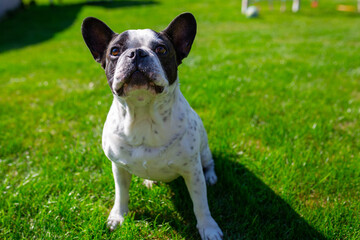 French bulldog in the garden with green lawn
