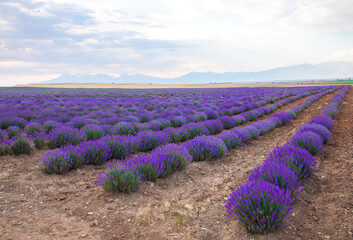 Lavender Field. Beautiful violet lavender flowers in the lavender garden.