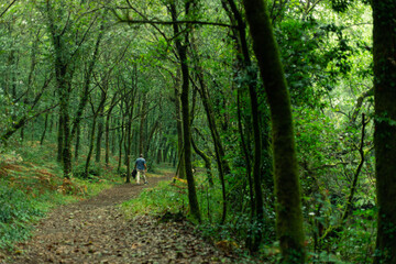 Hombre caminando por el sendero de un bosque frondoso de Galicia