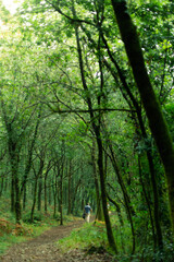 Naklejka premium Persona caminando por un bosque frondoso de Galicia. 