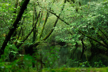 Río en un bosque de Galicia