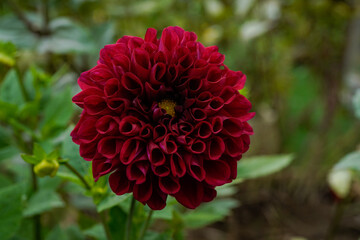 Dark red dahlia flower growing outdoors. Many curled layers to this beautiful flower.