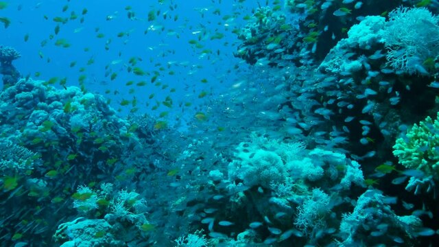 Massive school of Lyretail Anthias (Pseudanthias squamipinnis) and Glassfish swims near coral reef. Underwater life on coral reef in the ocean. Camera moving forwards approaching a reef, Slow motion