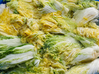Washing and salted cabbage to make kimchi
