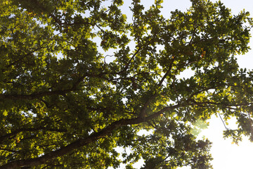 Oak leaves with sunshine