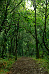 Bosque verdoso de Galicia