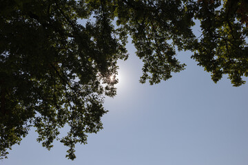 Oak leaves with sunshine