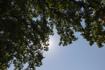 Fototapeta premium Oak leaves with sunshine