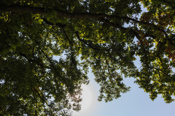 Oak leaves with sunshine