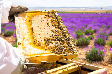 Beekeeper holding honeycomb or beehive frame to collect or harvest honey. Worker Bees on honeycomb...