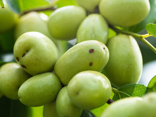 JuJubes on a tree in South Korea