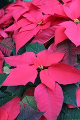 red and yellow poinsettia flowers