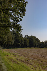 Field with forest