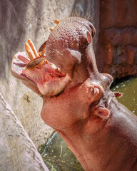 Hippopotamus, is a type of herbivorous mammal. Hippo is relaxing in the water