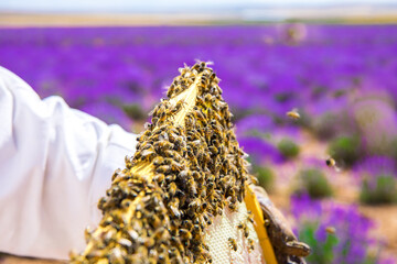 Beekeeper holding honeycomb or beehive frame to collect or harvest honey. Worker Bees on honeycomb in the lavender field
