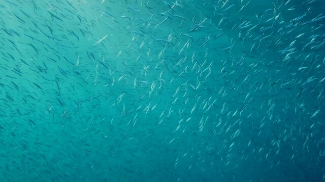 Large school of small fish swims under surface of water silvering in sun lights. Shoal of European sprat (Sprattus sprattus) shimmering in sunburst. Slow motion