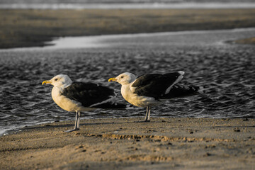 Two gulls at the beach