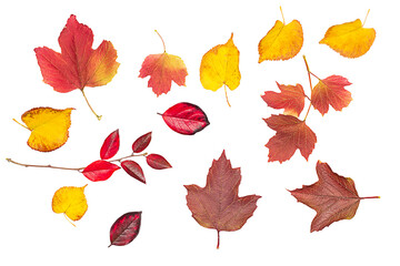 Multicolored autumn leaves on a white background