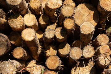 Logs Texture