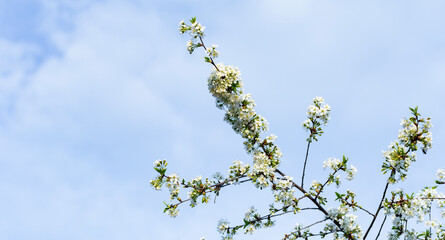 Cherry blossoms. White flowers of fruit tree.