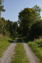 Fototapeta na wymiar sunny forest path