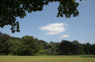 Country landscape. A lonely cloud over a flat field extending into the fir forest
