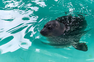 Fototapeta premium Lake Baikal seal